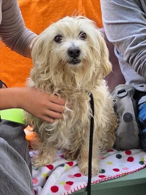 An adult medium-sized female Maltese dog named Lady for adoption in Woodland, CA