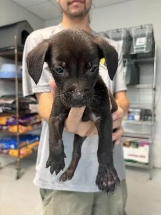 A baby small-sized male Mixed Breed dog named Topaz for adoption in Savannah, GA
