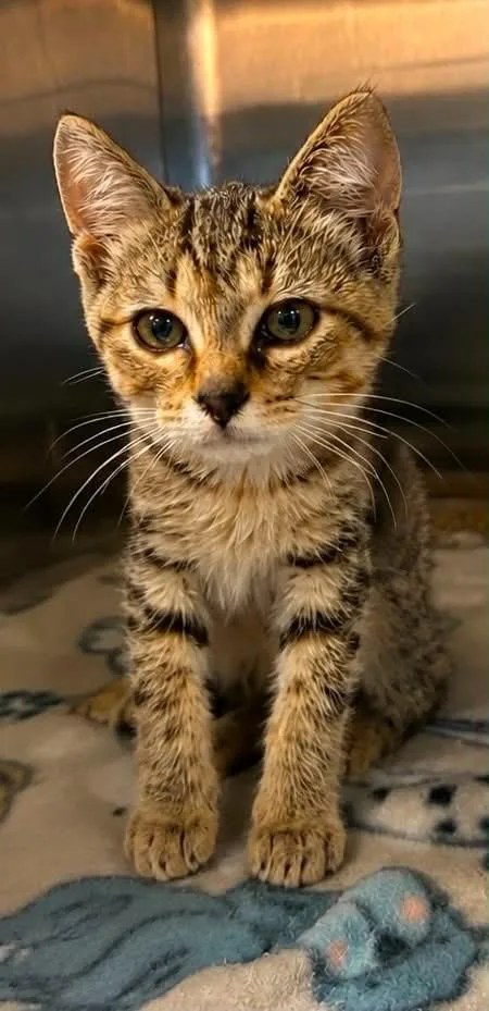 Penelope