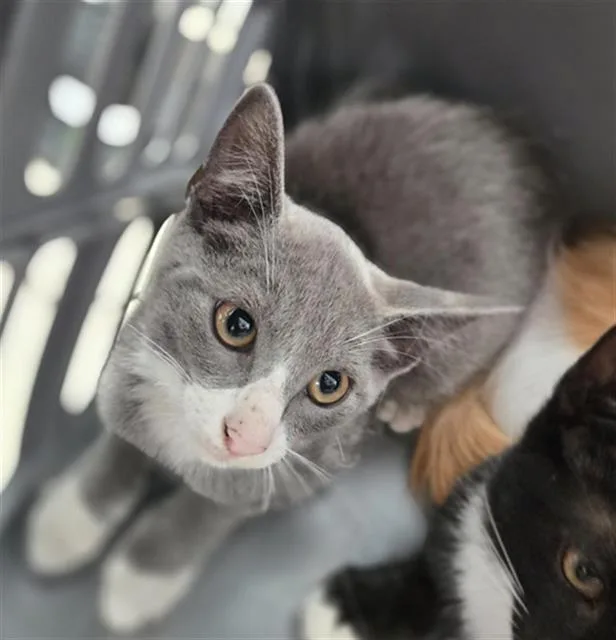 A baby medium-sized male Domestic Short Hair cat named Ramses for adoption in Dallas, TX