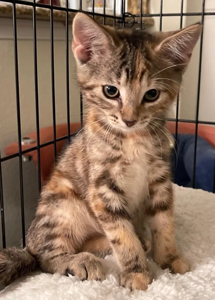 A baby medium-sized female Tabby cat named Cinnamon for adoption in San Antonio, TX
