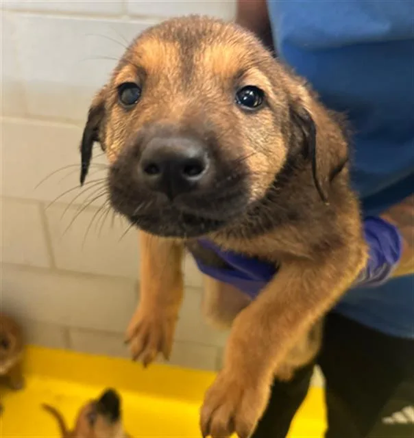 A young medium-sized female Mixed Breed dog named Britney for adoption in Dallas, TX
