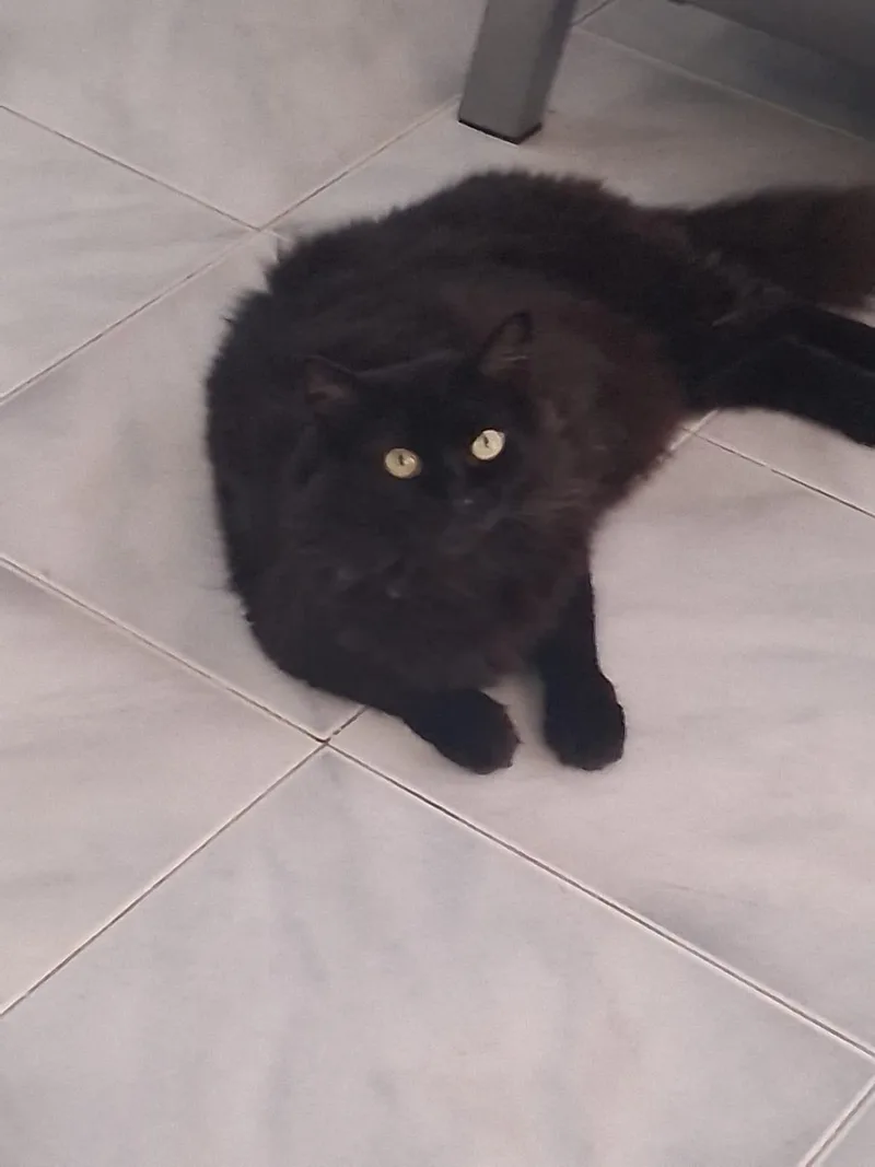 A young medium-sized female Black Domestic Long Hair cat named Moon for adoption in Franklin, MA