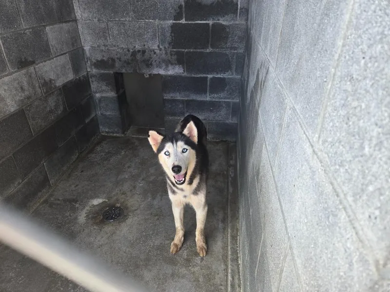 A baby large-sized female Husky dog named Gravitt Husky BQ for adoption in Chickamauga , GA