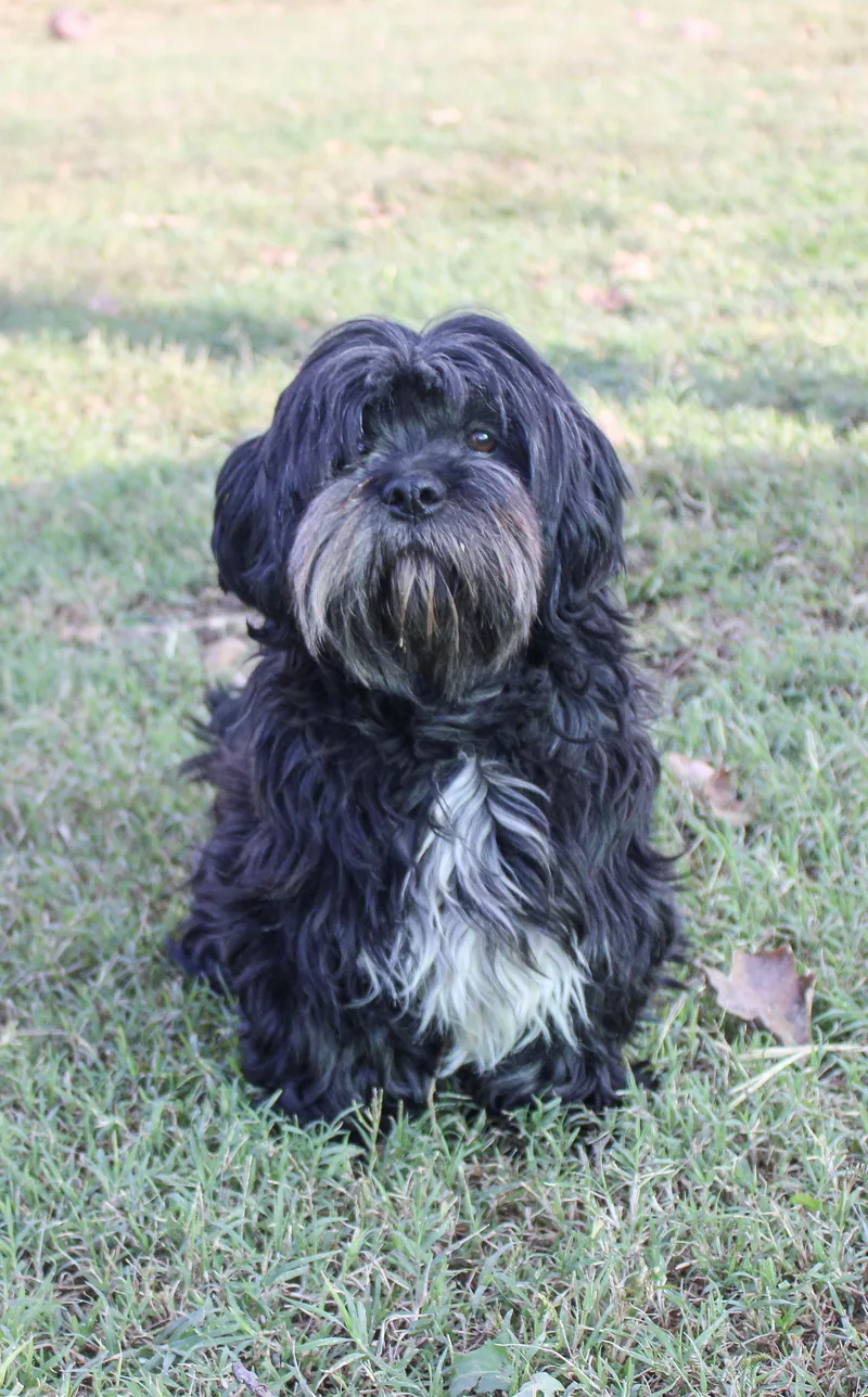 An adult small-sized female Lhasa Apso dog named Bela for adoption in Neosho, MO