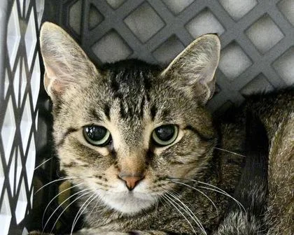 An adult small-sized female Domestic Short Hair cat named Churro for adoption in West Seneca, NY