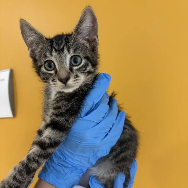 A baby small-sized male White Domestic Short Hair cat named Sunkist for adoption in Chesapeake, VA