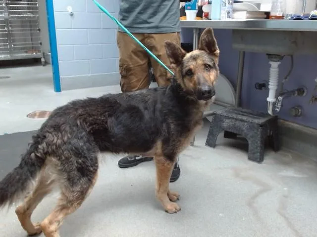 A young large-sized female German Shepherd Dog dog named Trixie for adoption in Albuquerque, NM