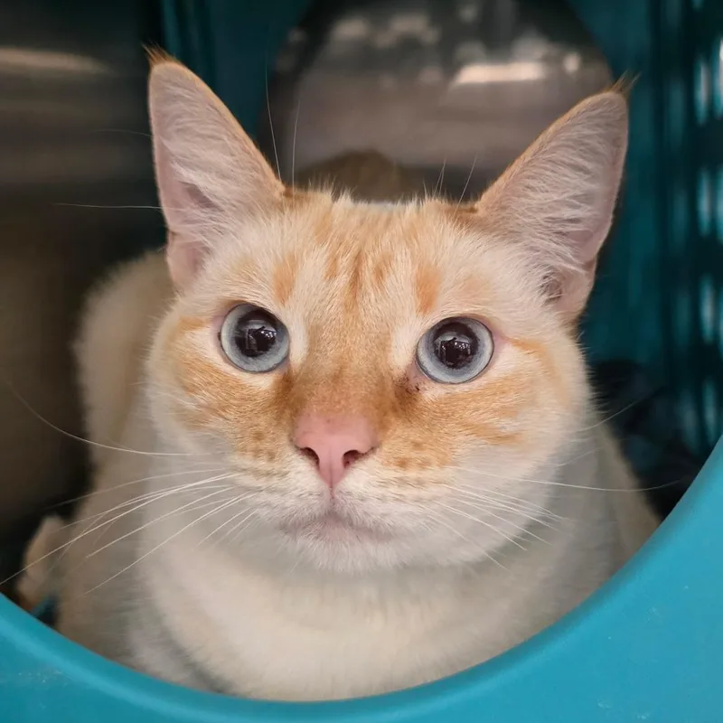 An adult extra large-sized female Flame Point Siamese cat named Salt for adoption in Williston, FL