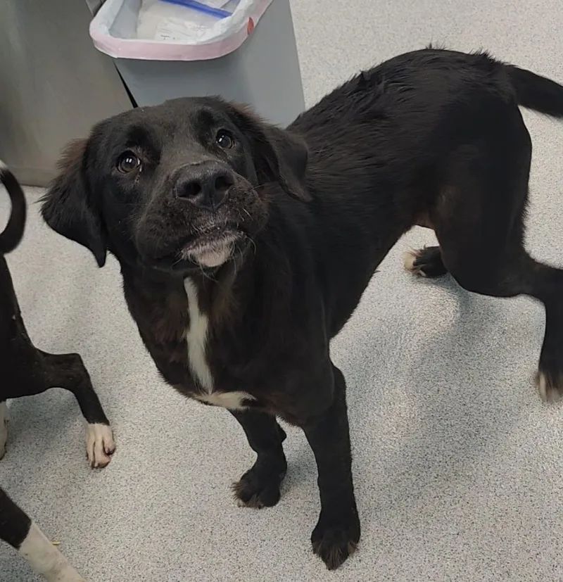 A young large-sized male Black Mixed Breed dog named Buddy for adoption in Frankfort, KY