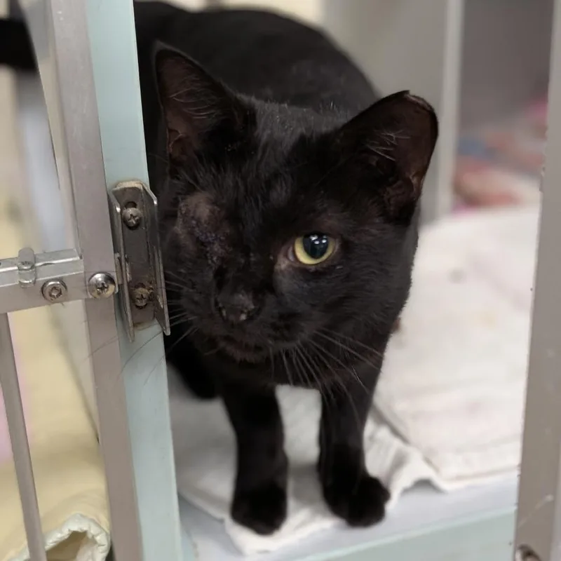 An adult small-sized male Domestic Short Hair cat named Newman for adoption in Buchanan Dam, TX