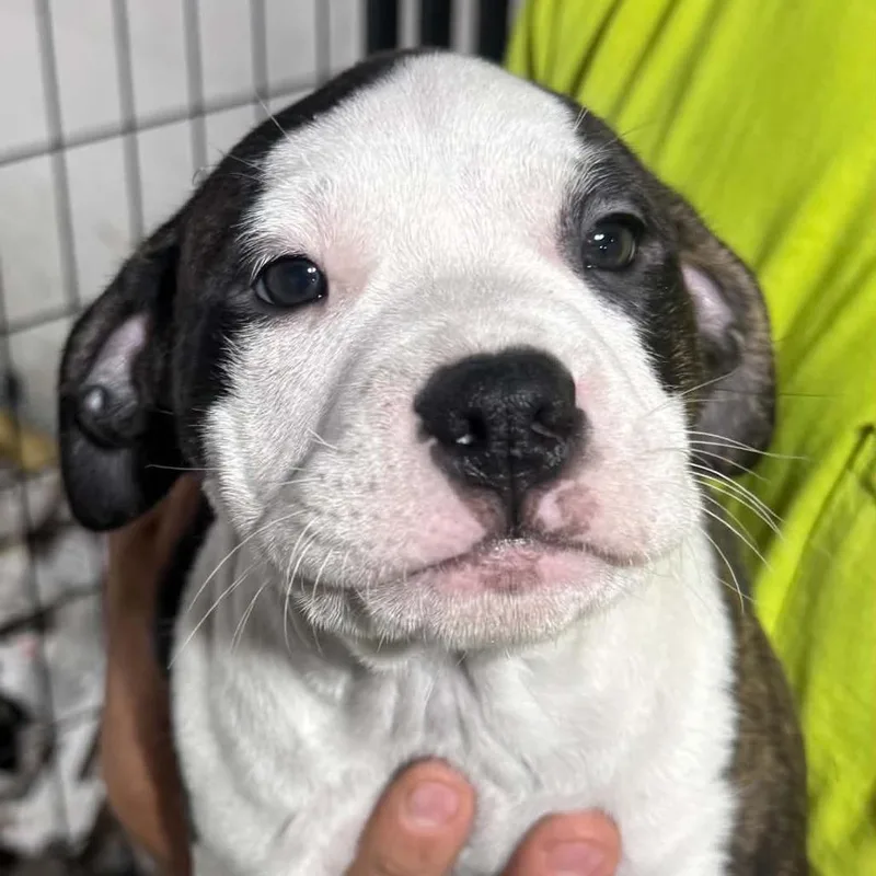 A baby large-sized male Mixed Breed dog named Dakota for adoption in DeKalb, IL