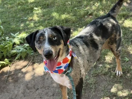 A young large-sized female Australian Cattle Dog / Blue Heeler dog named Miss Emoji for adoption in Tulsa, OK