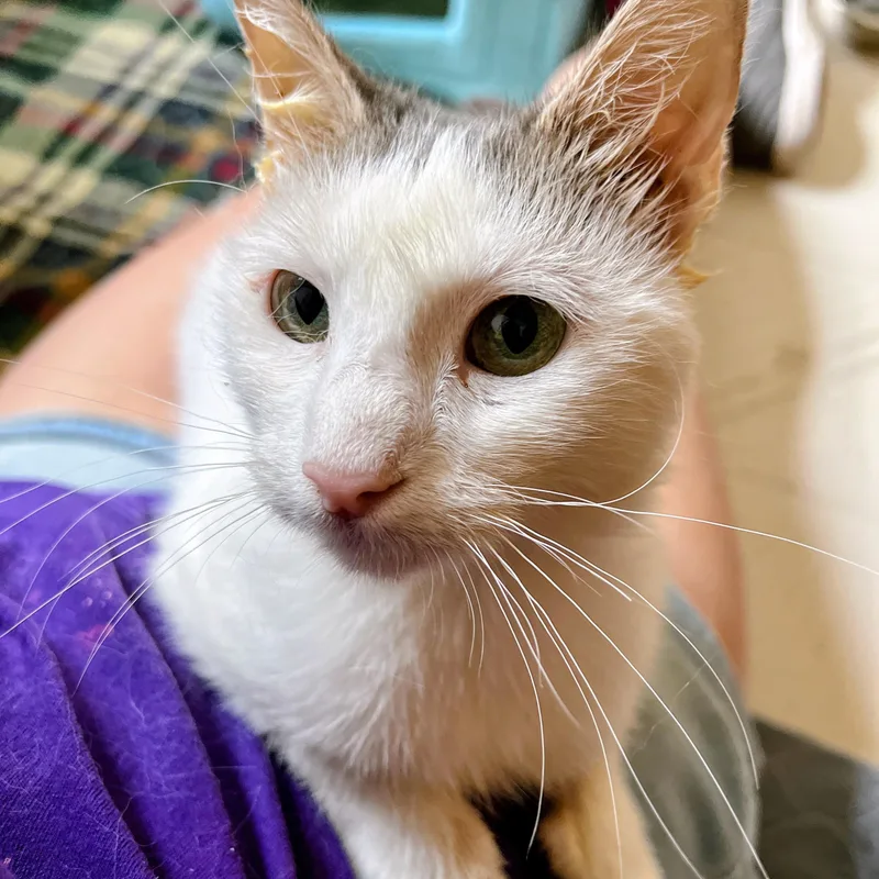 An adult medium-sized female White Domestic Short Hair cat named Padme for adoption in Germansville, PA