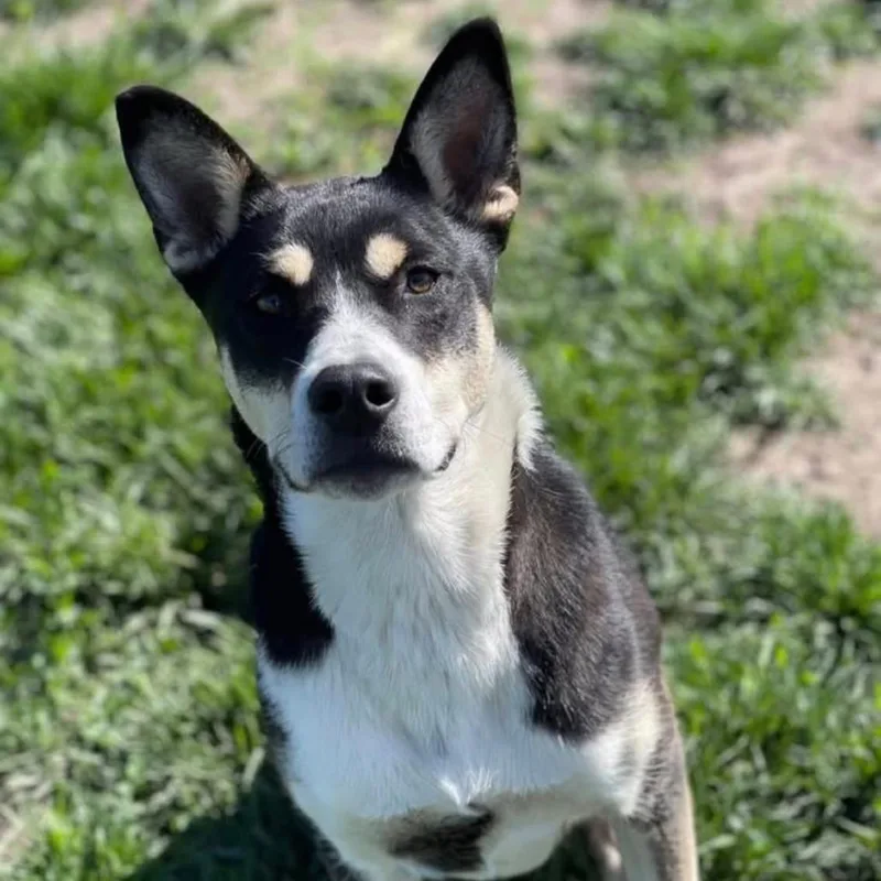 A young medium-sized female Tricolor (Brown, Black, & White) Husky dog named Lucy for adoption in Kansas City, KS
