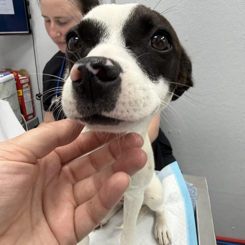 Dottie thumbnail 2