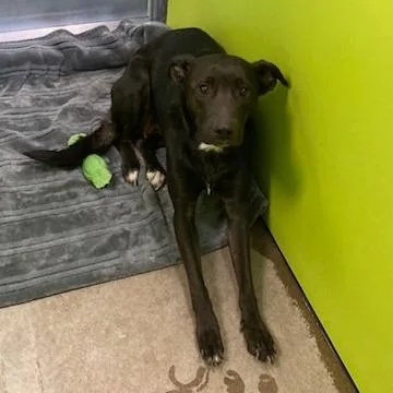 An adult medium-sized female Black Labrador Retriever dog named Babe  Stray Hold for adoption in Spokane, WA