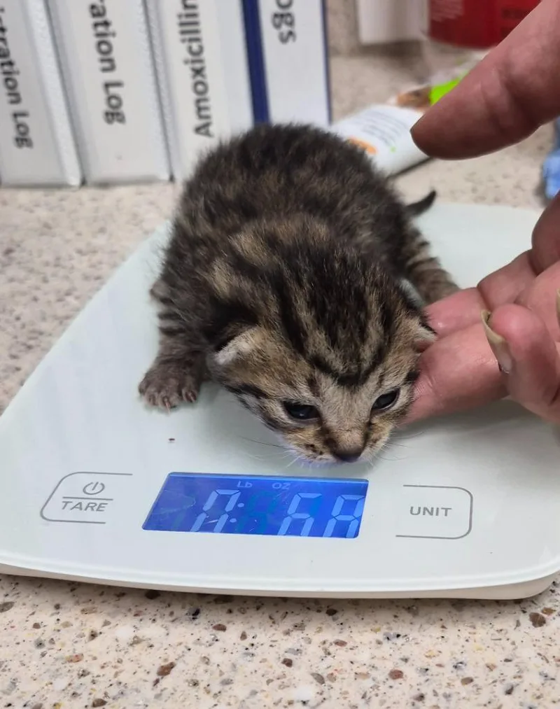 A baby medium-sized female Domestic Short Hair cat named Isa for adoption in Christiansburg, VA