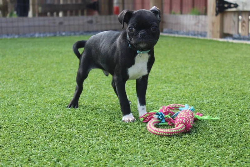 Chameleon thumbnail 2