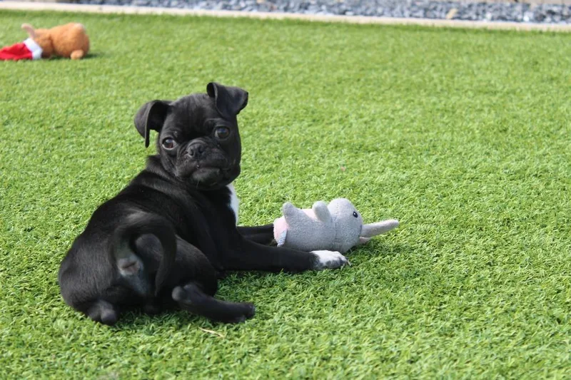 Chameleon thumbnail 3