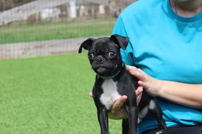 A baby small-sized male Black Pug dog named Chameleon for adoption in Chestertown, MD