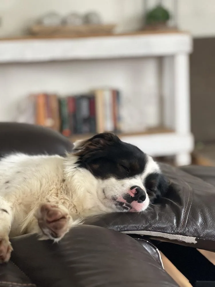 A young medium-sized male Tricolor (Brown, Black, & White) Mixed Breed dog named Louie for adoption in Union Grove, WI