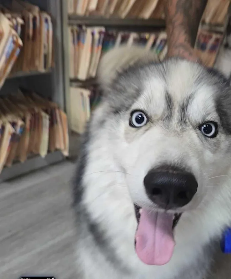 A young medium-sized male Gray / Blue / Silver Siberian Husky dog named Nolan for adoption in San Rafael, CA