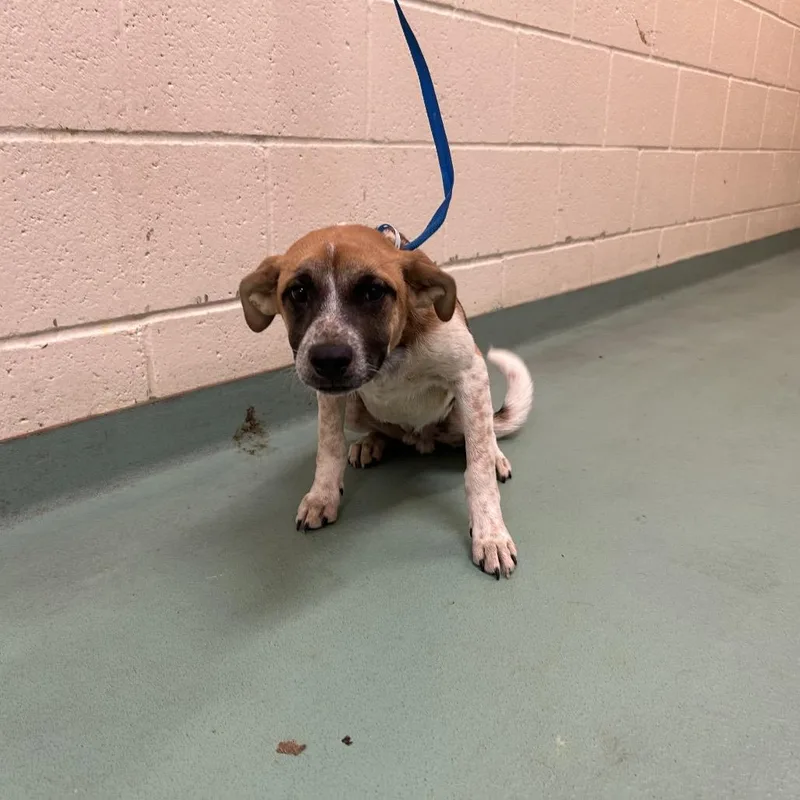A baby small-sized male Brown / Chocolate Mixed Breed dog named Cedar for adoption in Memphis, TN