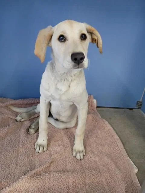 A baby small-sized female Labrador Retriever dog named Vickey for adoption in San Bernardino, CA