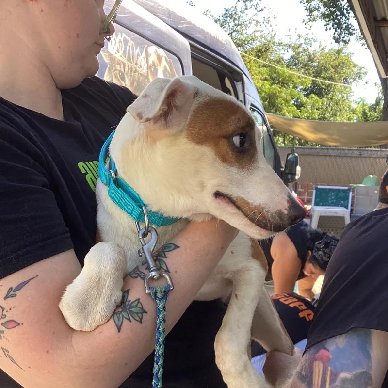 A young medium-sized female White / Cream Mixed Breed dog named Esme for adoption in Austin, TX