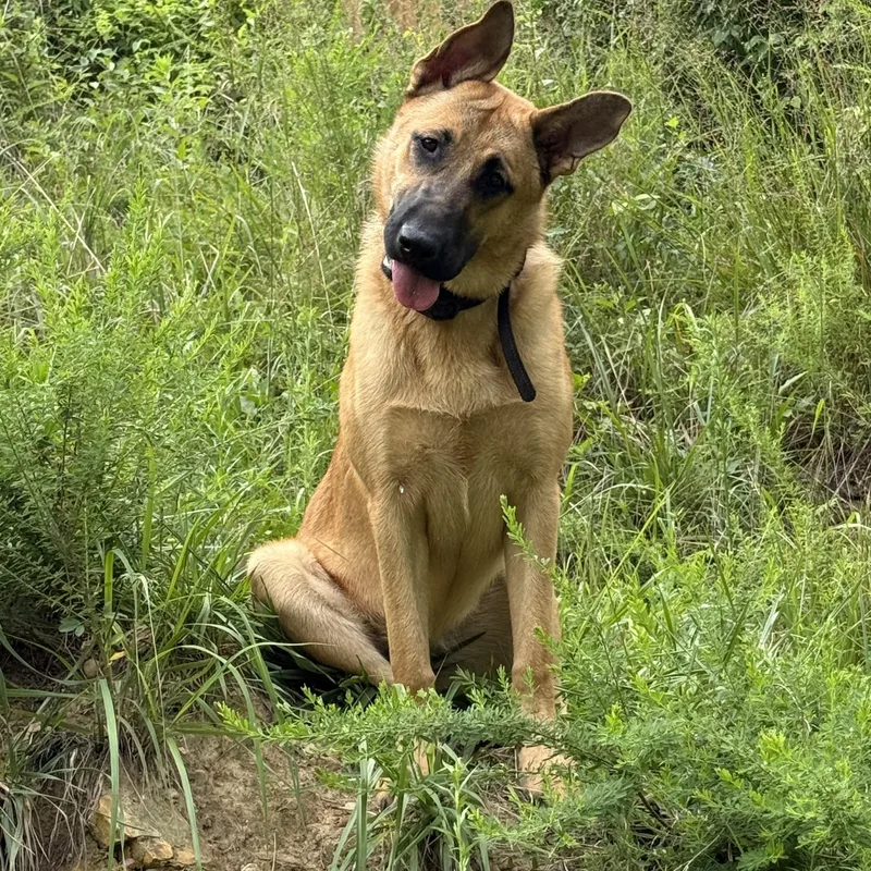 A baby large-sized female Apricot / Beige Shepherd dog named Rune for adoption in Marion, NC