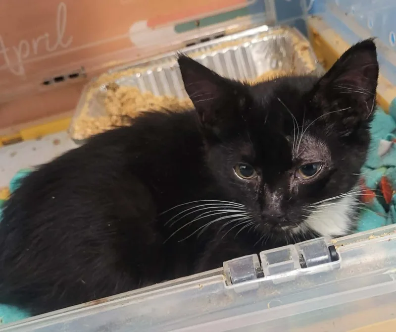 A baby small-sized female Domestic Short Hair cat named Toyota for adoption in Republic, MO