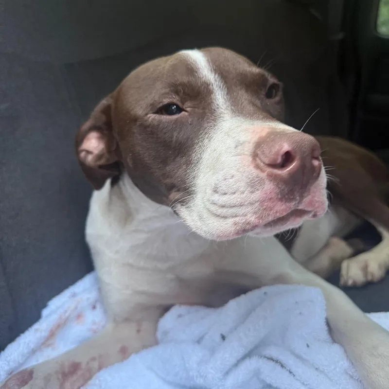 A young medium-sized male Brown / Chocolate Mixed Breed dog named StrayManchesterExpressway"Junior" for adoption in Columbus, GA