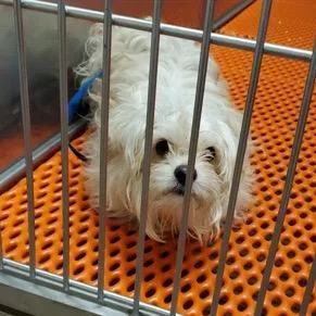 An adult small-sized male White / Cream Yorkshire Terrier dog named Percy Pipote for adoption in Saint John, IN