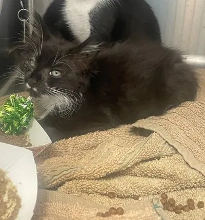 A young small-sized male Domestic Medium Hair cat named Cascadia for adoption in Roseville, CA