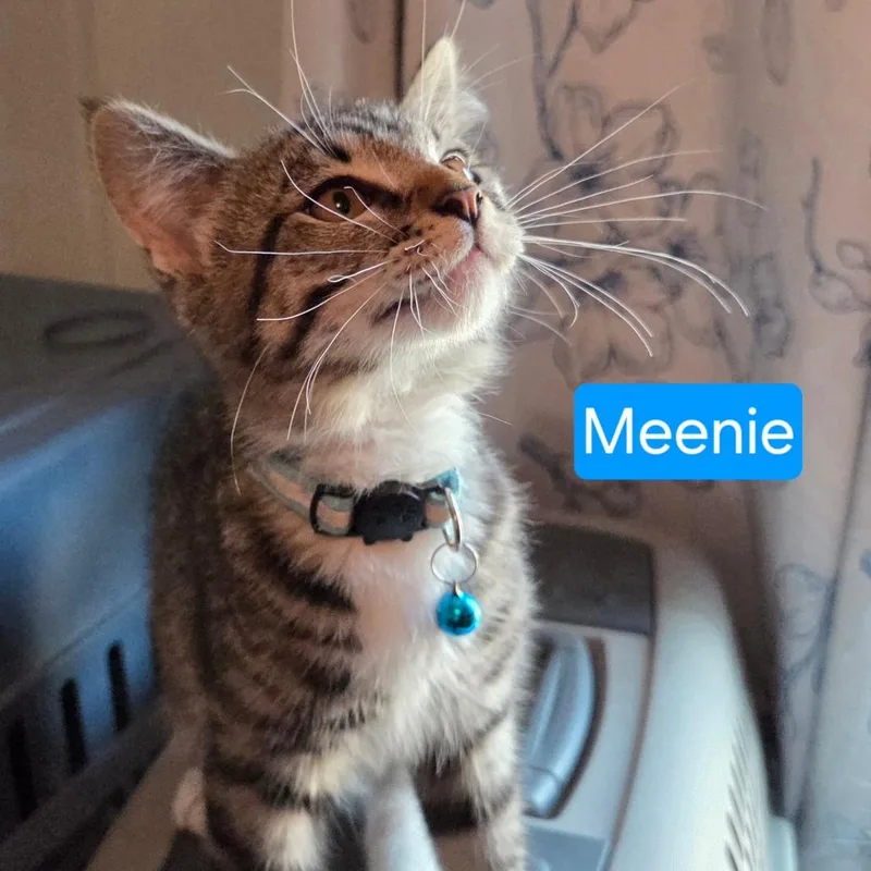 A baby small-sized female Black Domestic Short Hair cat named A Meenie for adoption in Centralia, WA