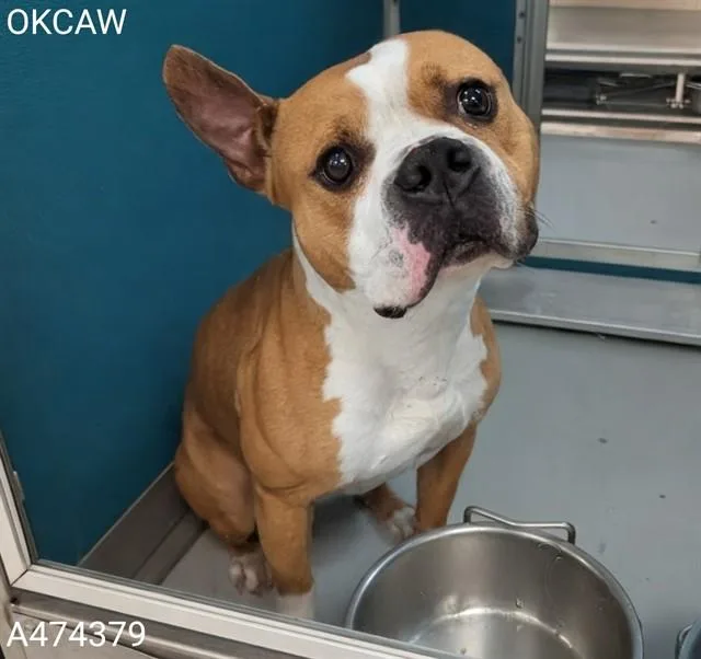 A young medium-sized male Staffordshire Bull Terrier dog named A for adoption in Oklahoma City, OK