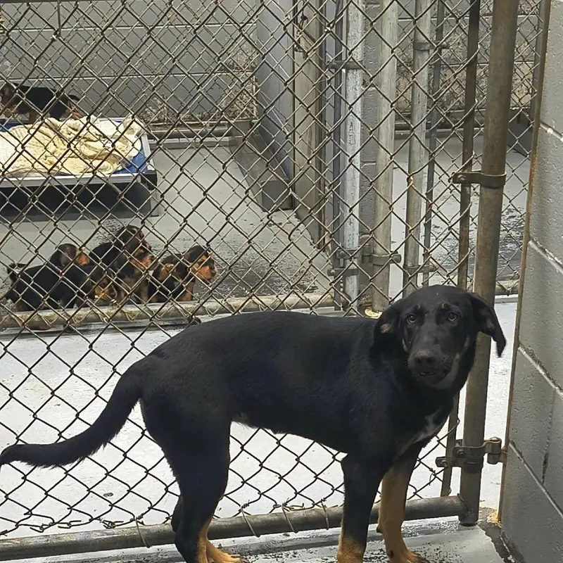 A young medium-sized female Black Mixed Breed dog named Sonoma for adoption in Fairfax Station, VA