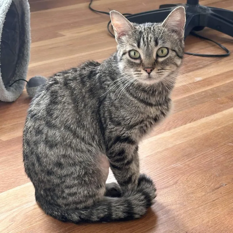 An adult medium-sized female Gray / Blue / Silver American Shorthair cat named Tinkerbell for adoption in San Diego, CA