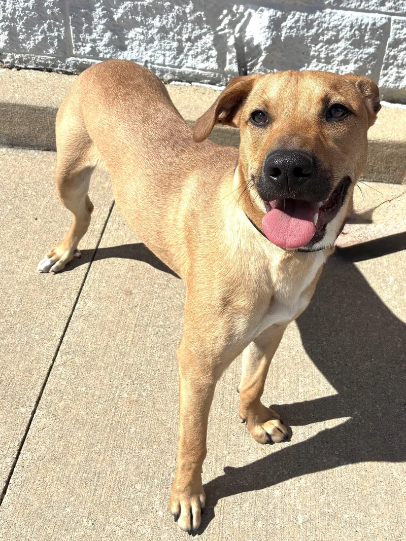 A young medium-sized male Yellow / Tan / Blond / Fawn Black Mouth Cur dog named Bush for adoption in West Chicago, IL