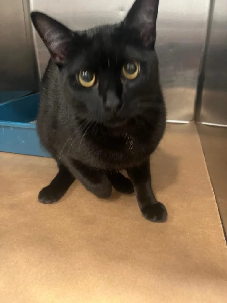 A young medium-sized male Domestic Short Hair cat named Lion for adoption in Cartersville , GA