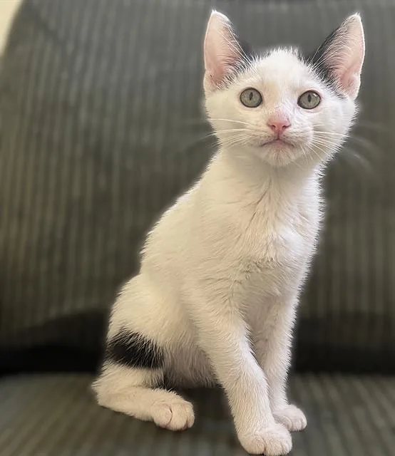 A baby small-sized female Domestic Short Hair cat named Butter for adoption in Sacramento, CA