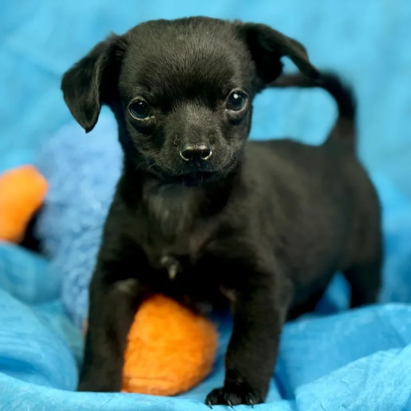 Rooster: Cutest Overbite thumbnail 2