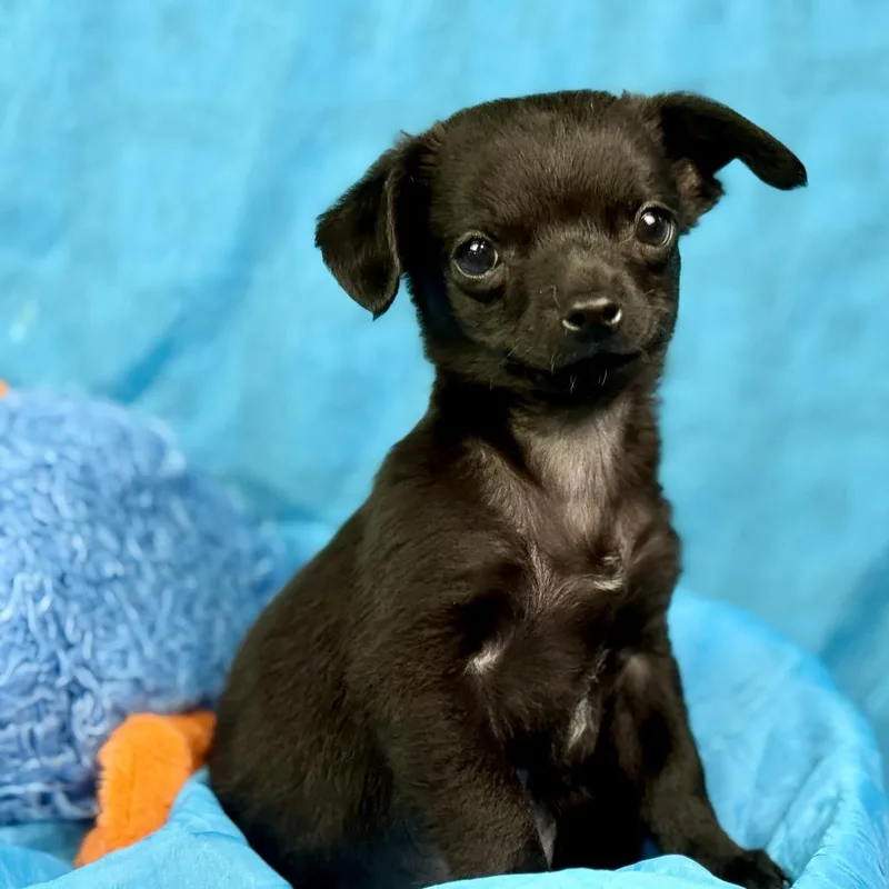 Rooster: Cutest Overbite thumbnail 3
