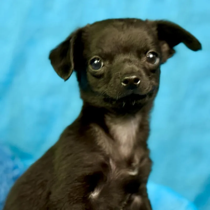 Rooster: Cutest Overbite thumbnail 5