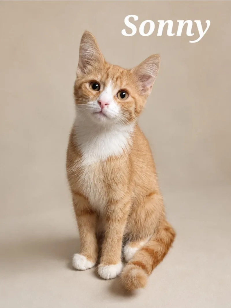 A baby medium-sized male Tabby cat named Sonny for adoption in Cranberry Township, PA
