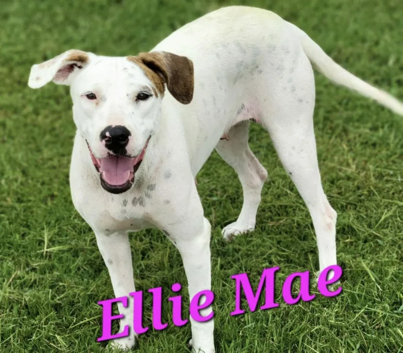 Ellie Mae thumbnail 3