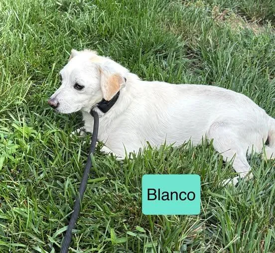 Blanco
