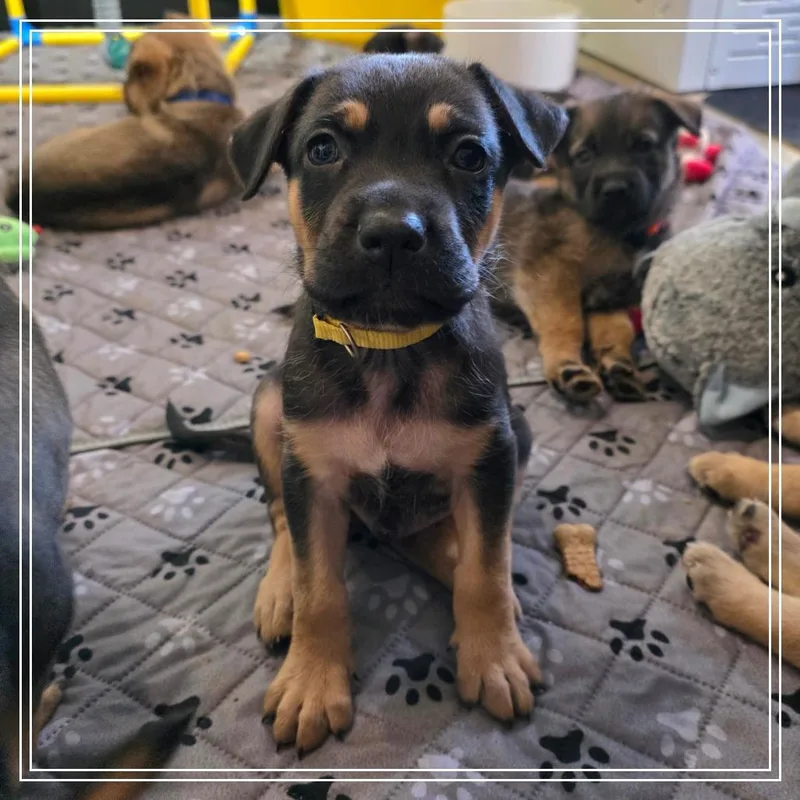 A baby small-sized male Black Shepherd dog named Nacho for adoption in Chandler, AZ
