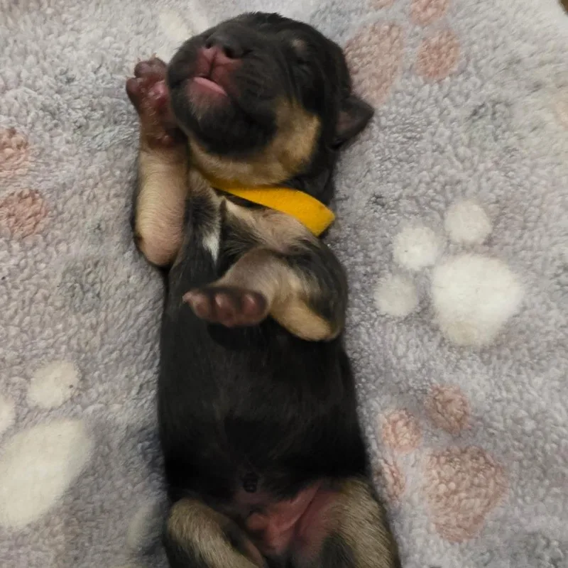 Nacho thumbnail 2